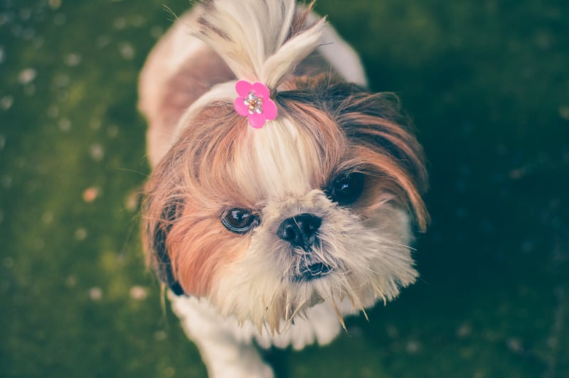 Cachorro olhando para a câmera