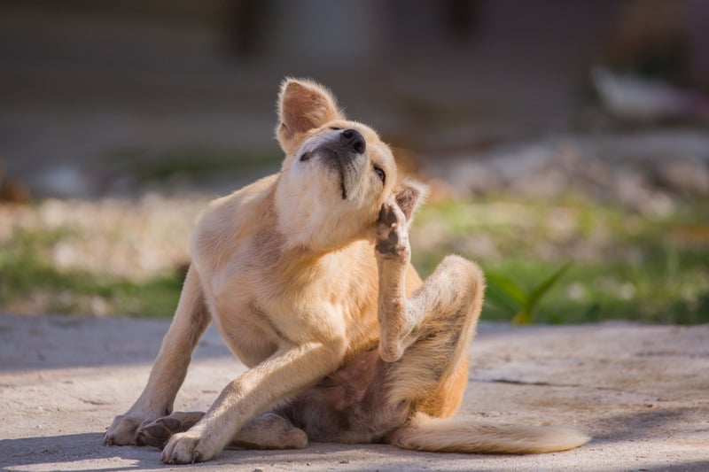 Cachorro saudável descansando