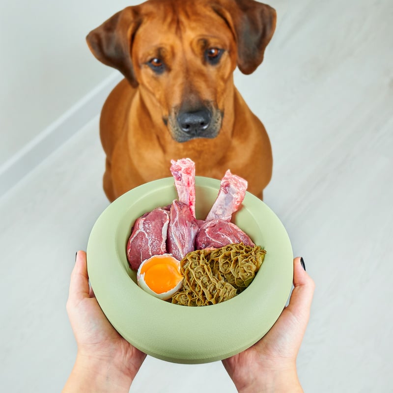 Cachorro feliz em ambiente externo